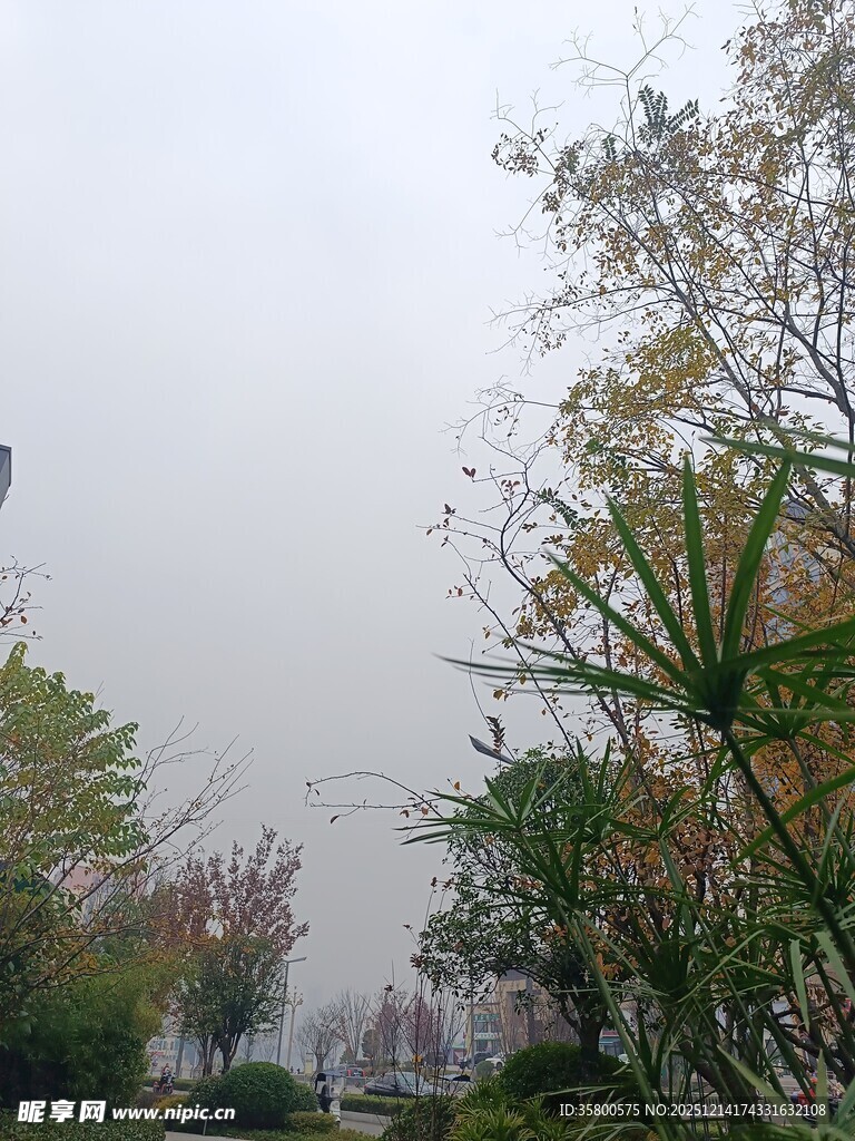 雾中多彩树木景观