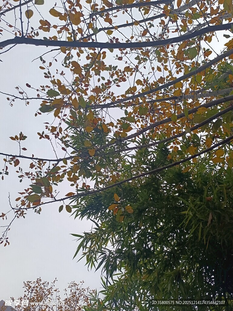 秋日枝头黄叶伴绿树