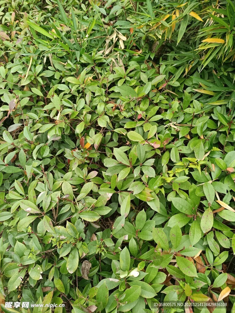 地面覆盖的繁茂绿色植物