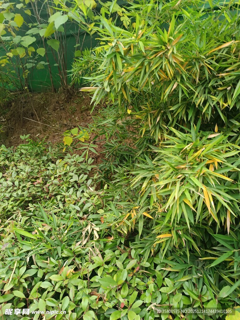 绿意盎然的植物景观