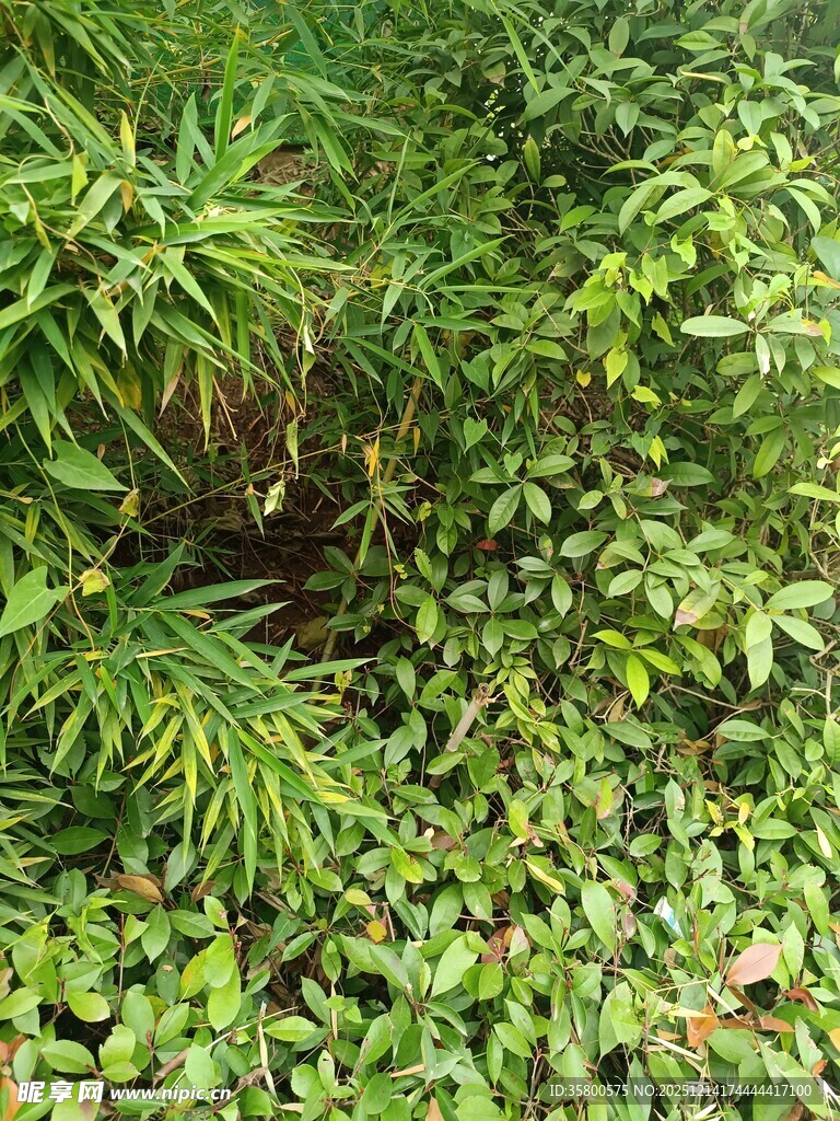 茂密绿植景观