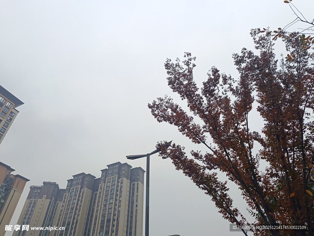 城市高楼旁的树木景观