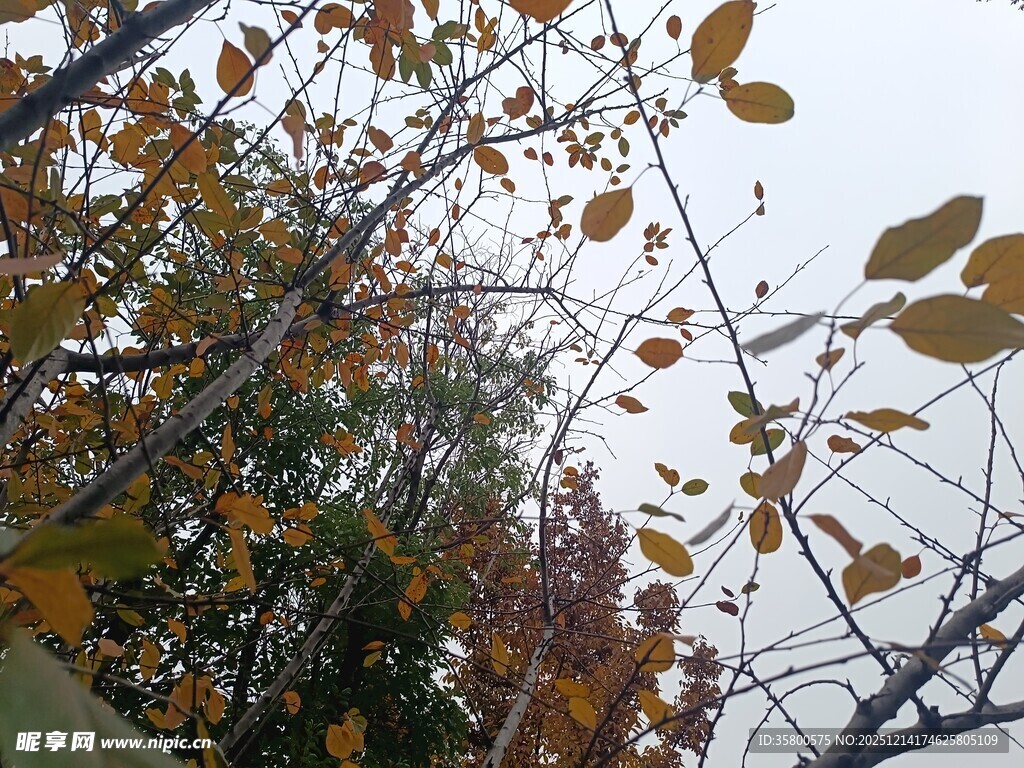 秋日枝头斑斓树叶