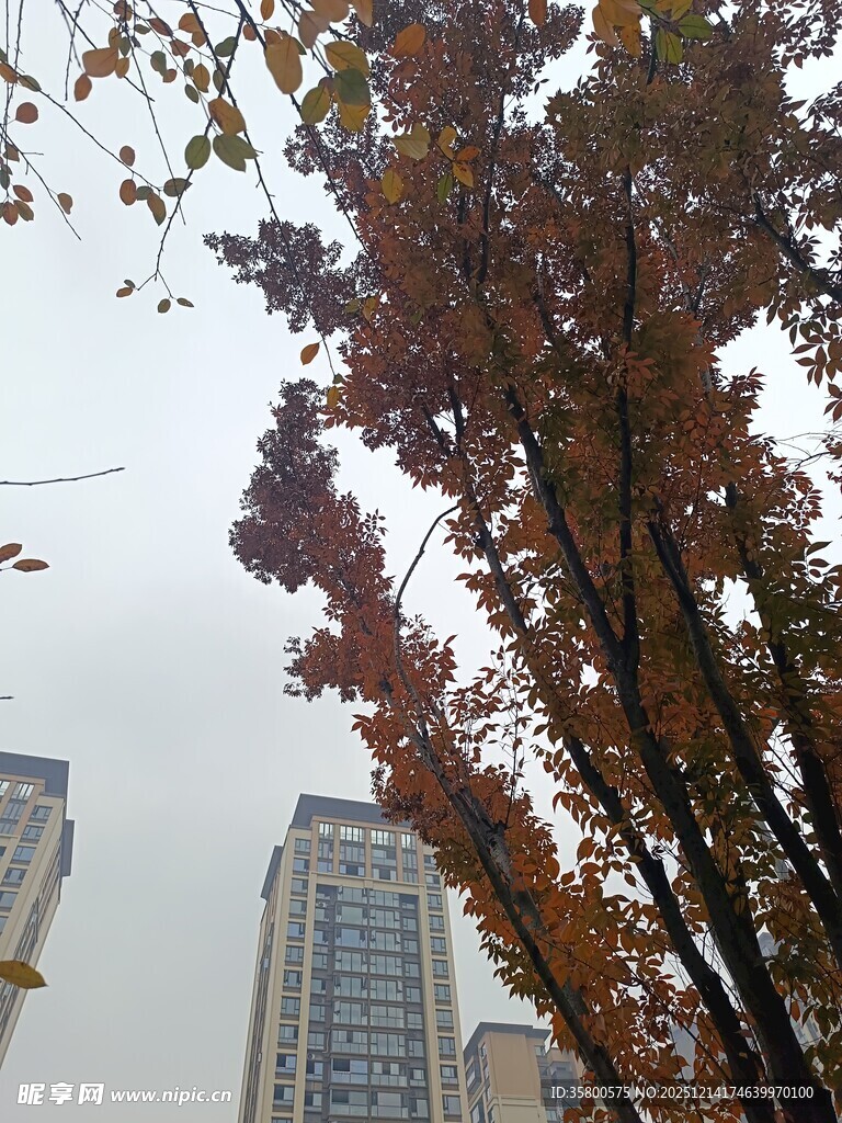 秋日城市中斑斓树叶景观