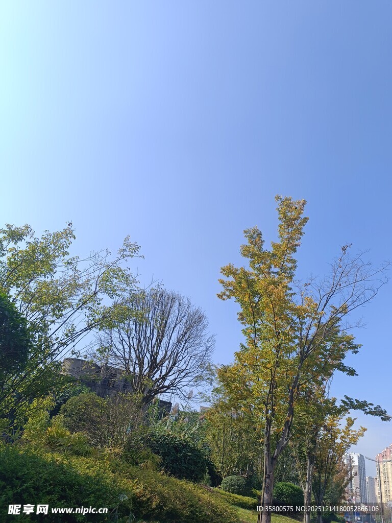 秋日公园绿树蓝天景致