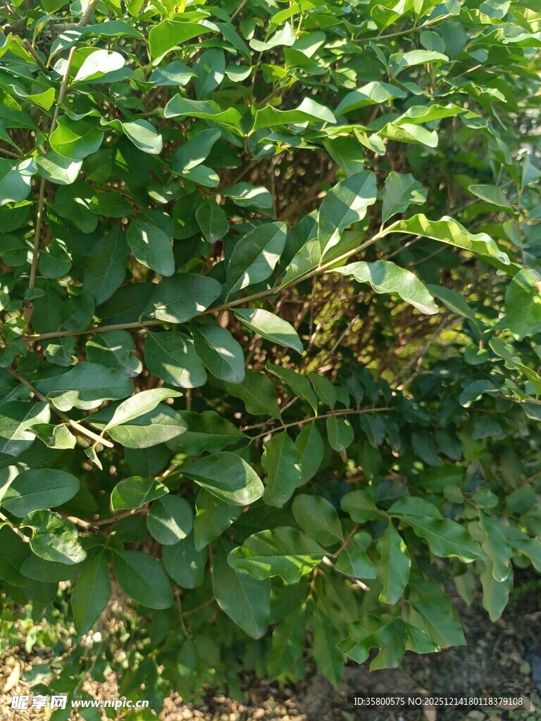 绿叶繁茂的植物景观