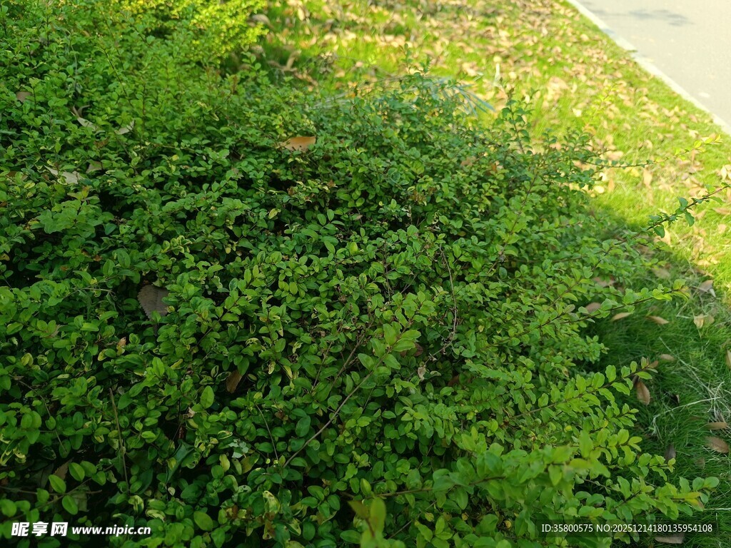 绿意盎然的蓬勃植物景观