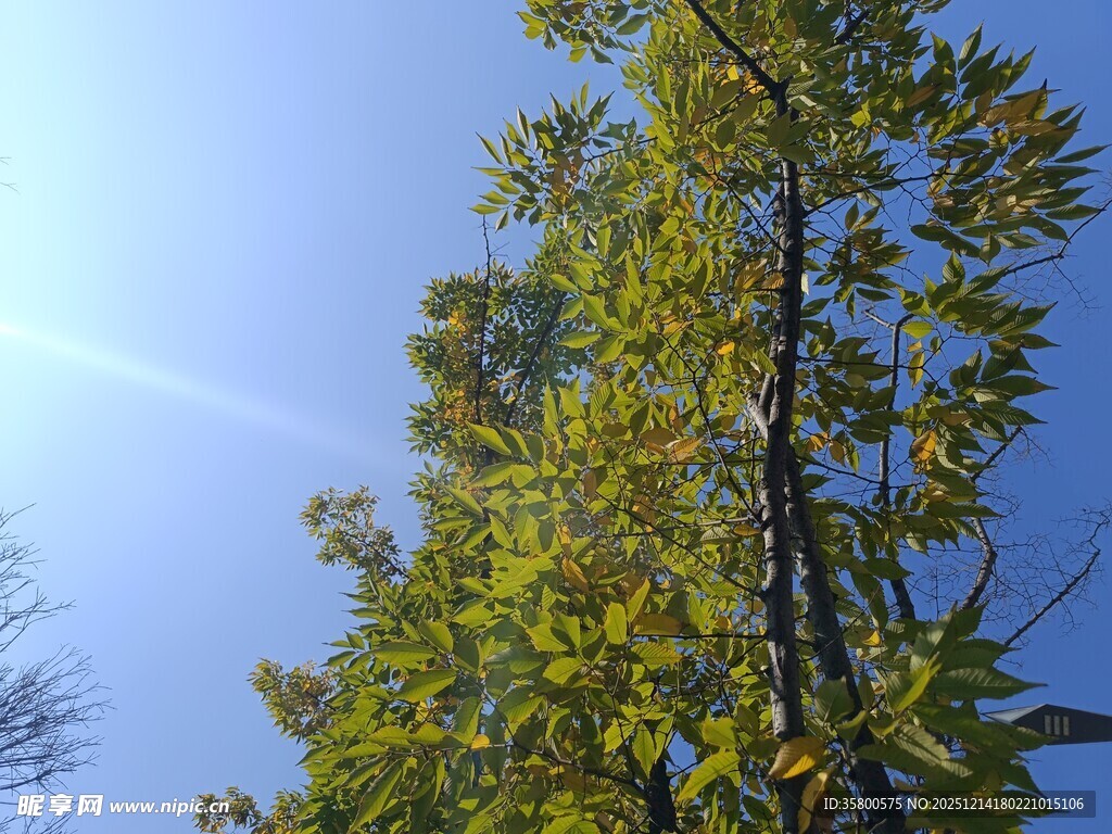 蓝天映衬下的葱郁树木