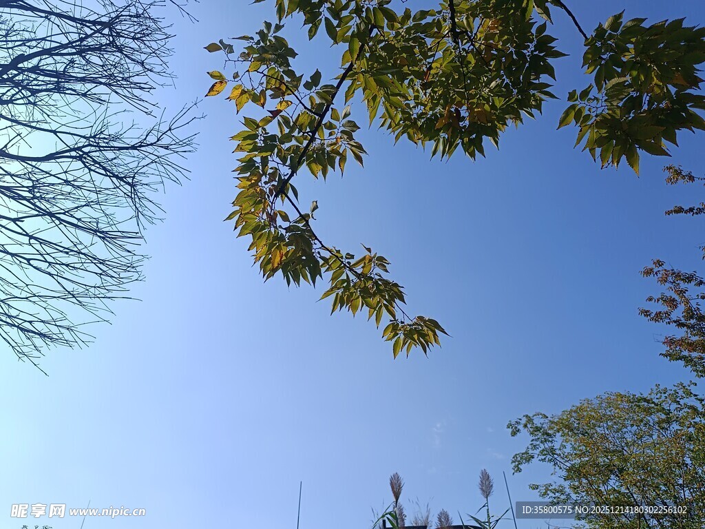 蓝天绿树间的秋日景致