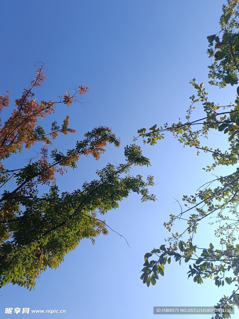 秋日树梢与蓝天美景