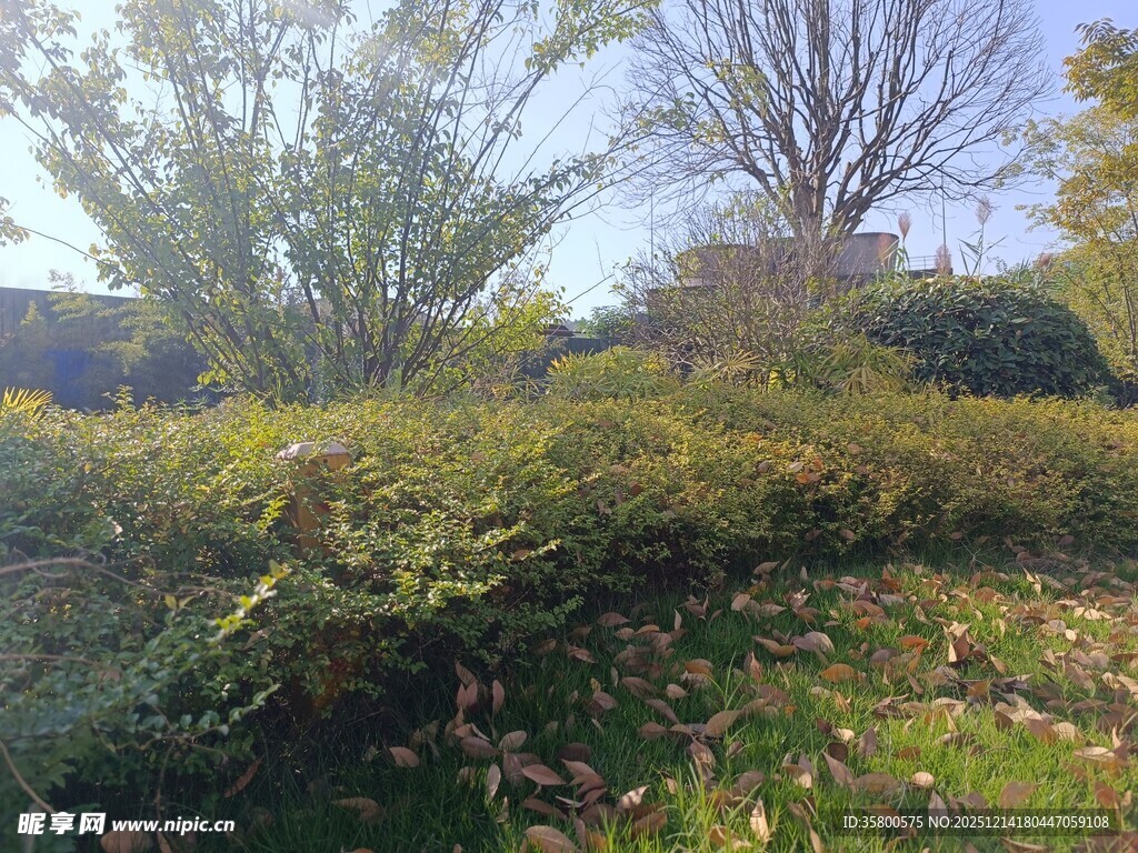 秋日户外绿意盎然景致