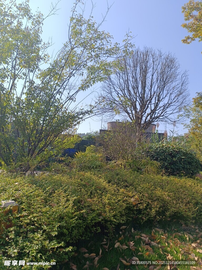 秋日户外繁茂绿植景象