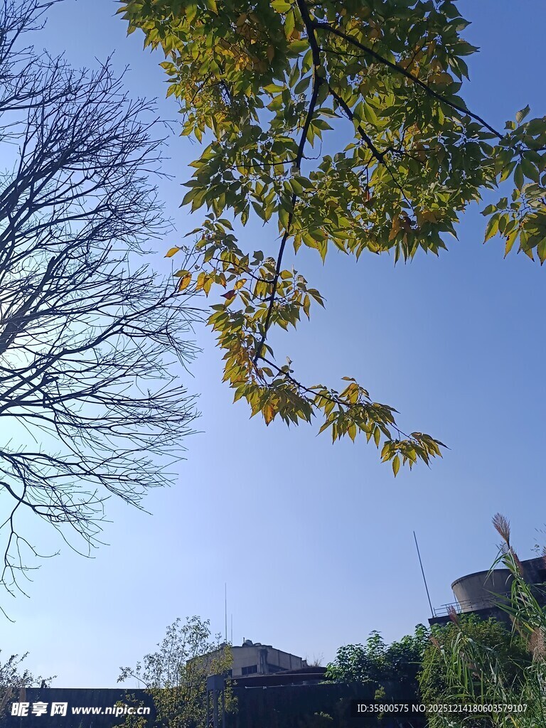 秋日树梢与蓝天景致