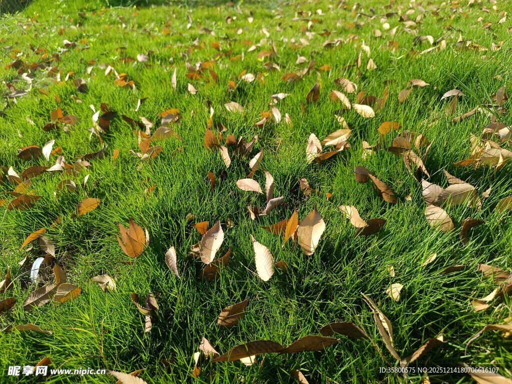 落叶铺满地的翠绿草地