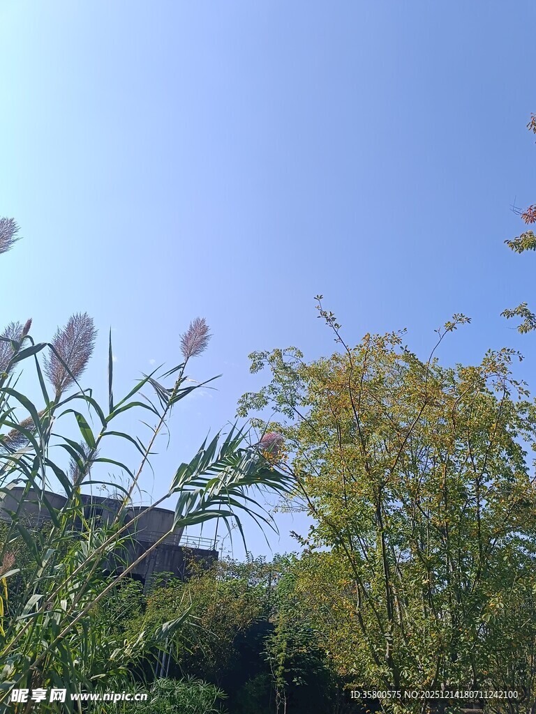 蓝天之下的绿植花卉