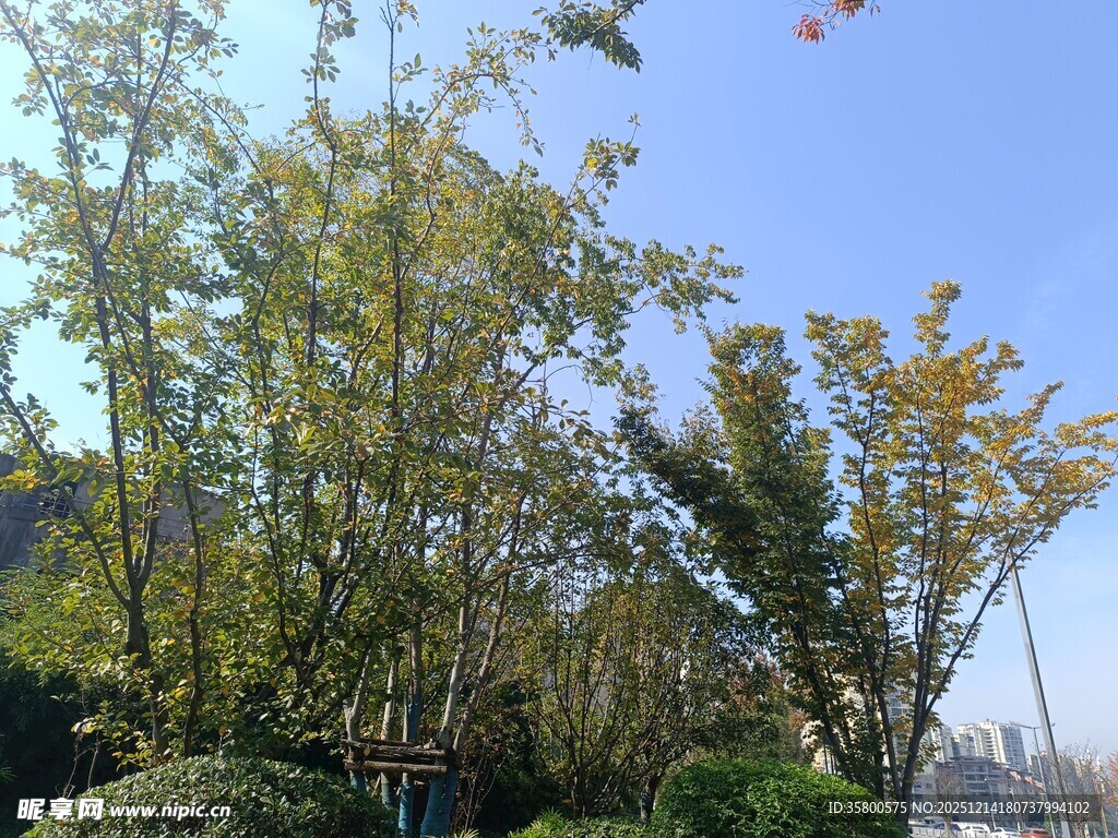 秋日户外树木景观