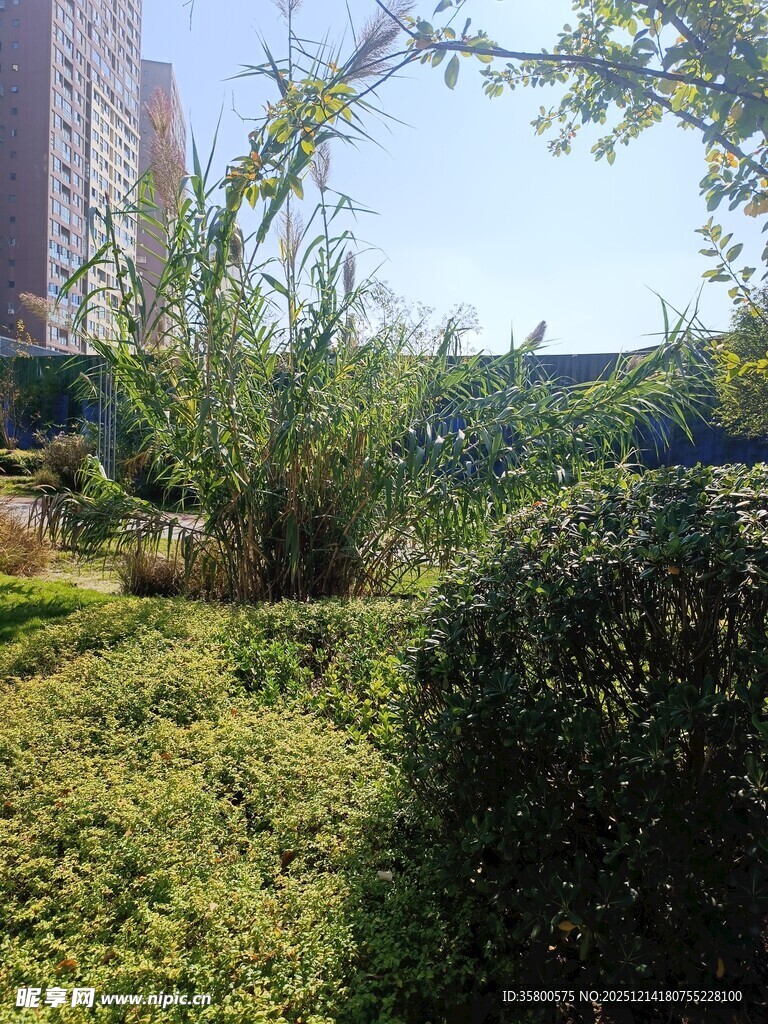 城市中的绿植景观