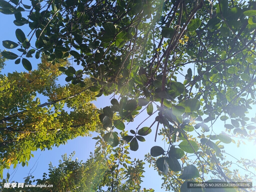 仰视繁茂枝叶与蓝天