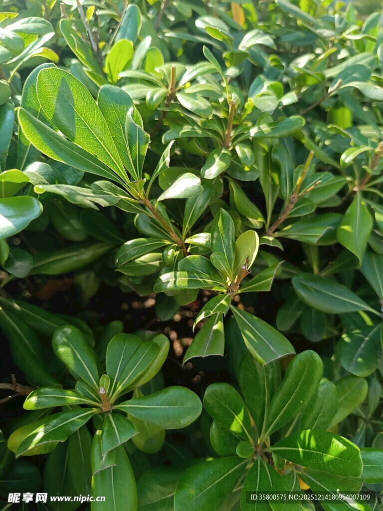 绿叶繁茂的植物景观