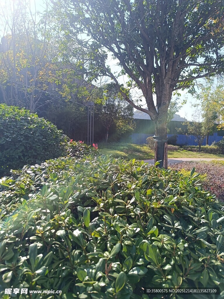 阳光照耀下的绿植景观