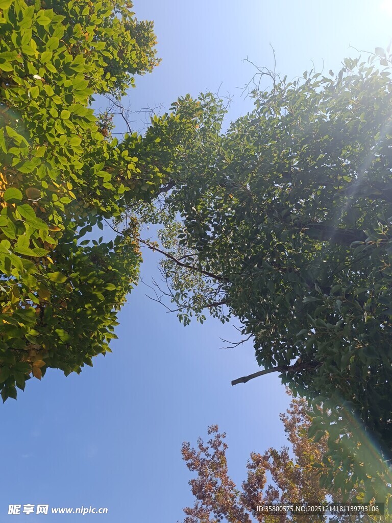 仰视葱郁树木与蓝天