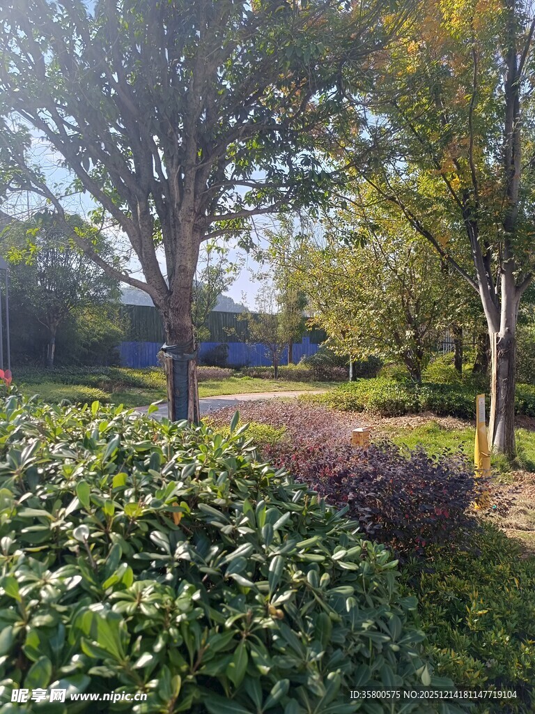 秋日园林绿植景观