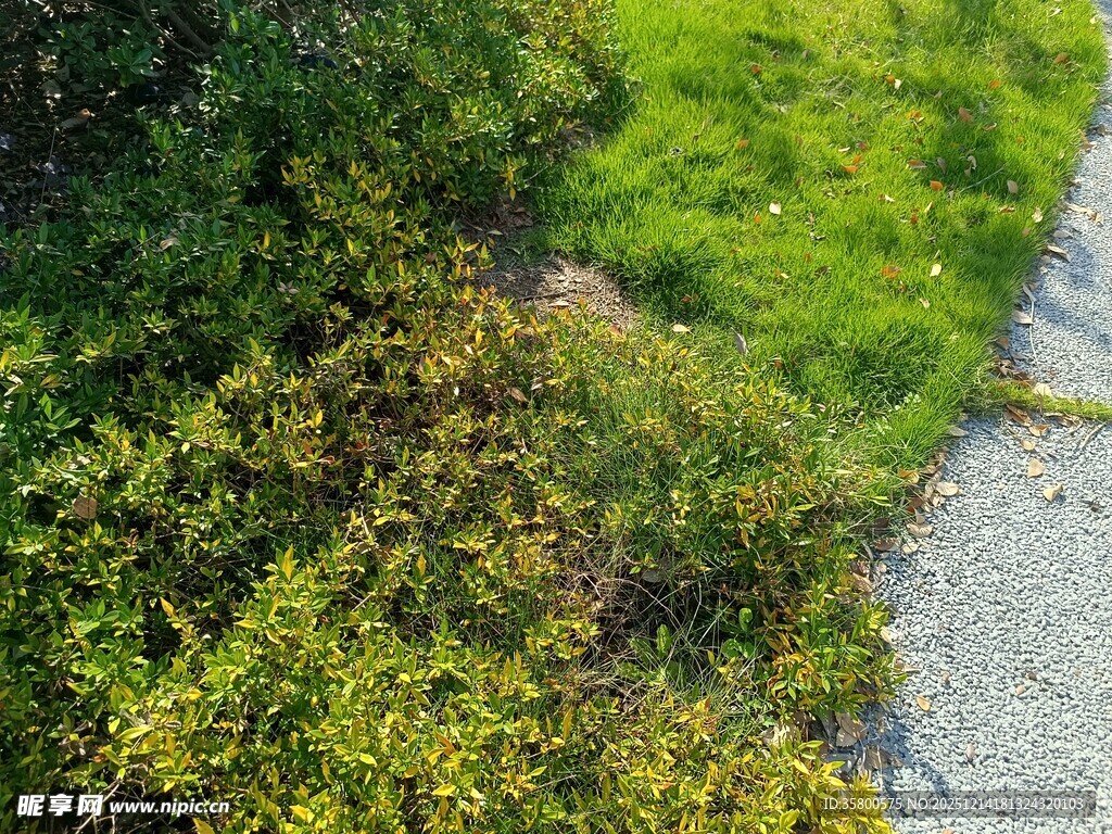 路边繁茂绿植景观