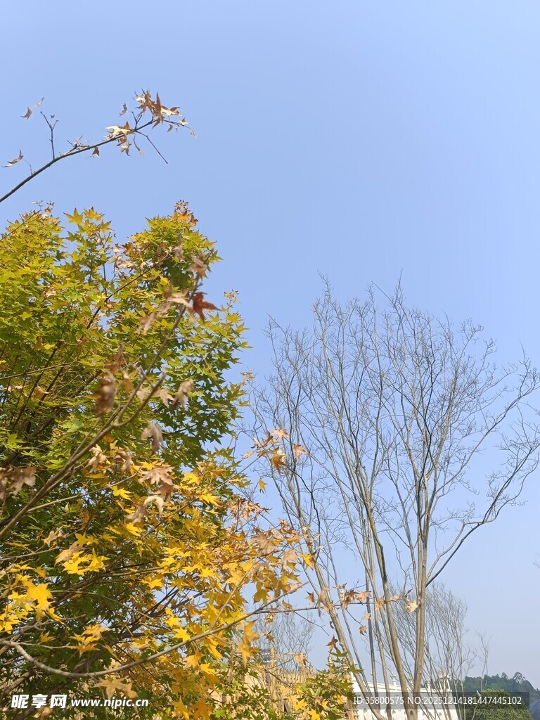 秋日树木蓝天景致