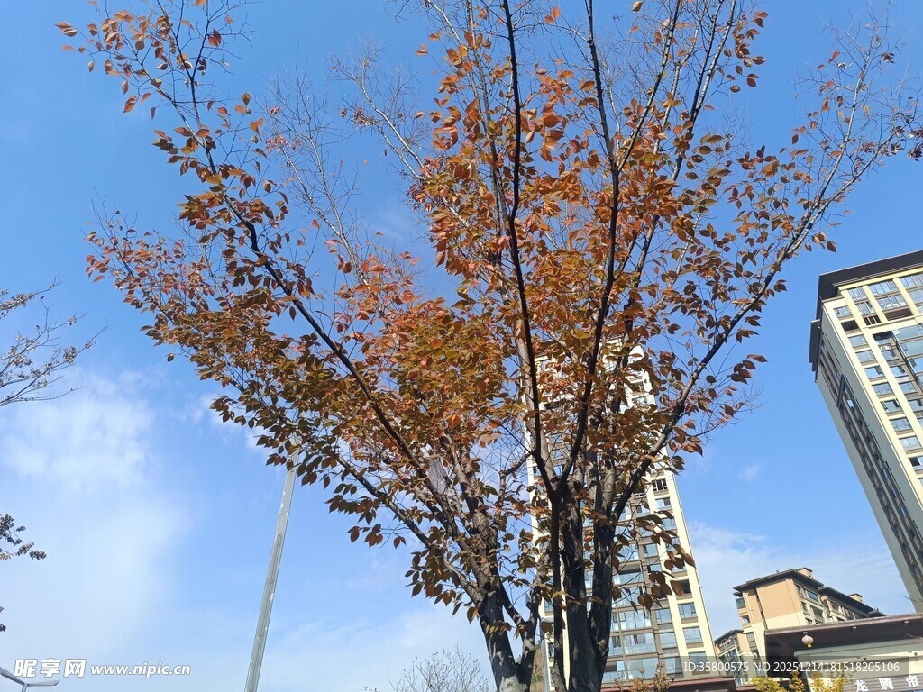 秋日城市中黄叶点缀的树