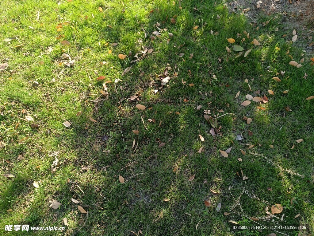 阳光下的草地与斑驳树影