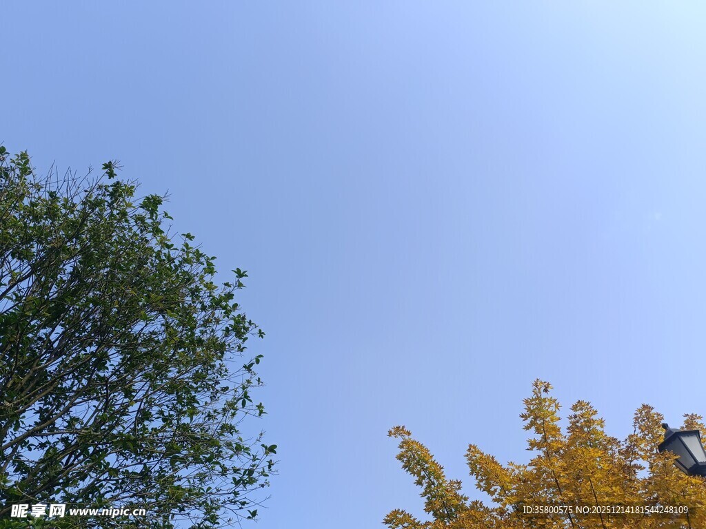 蓝天映衬下的多彩树木