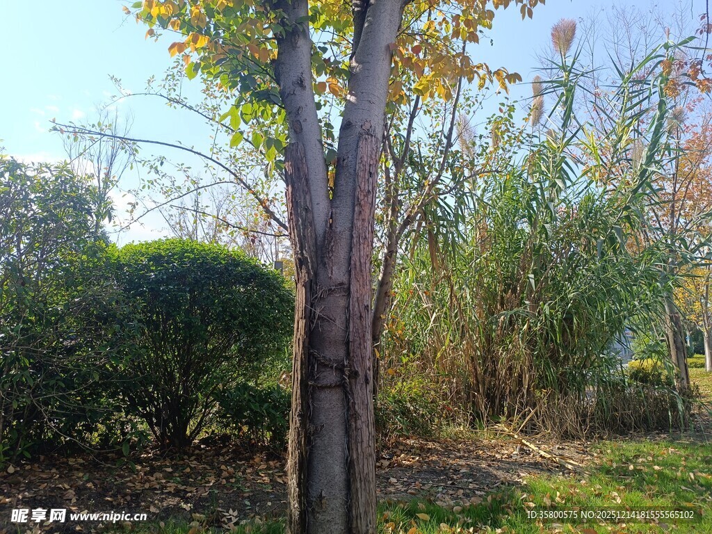 秋日公园树木景致