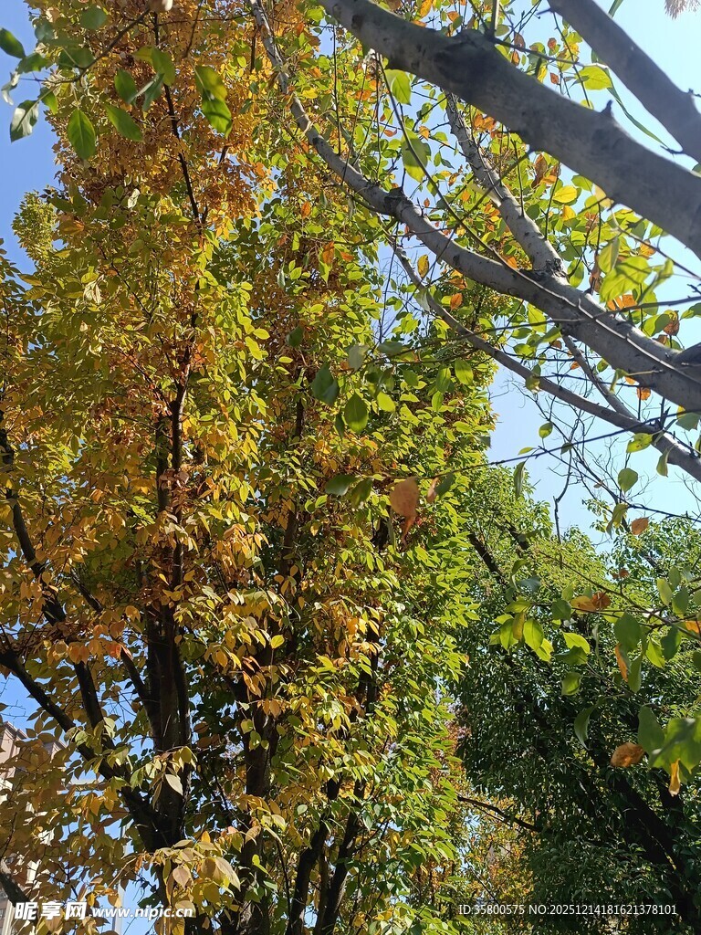 秋日斑斓树叶景观