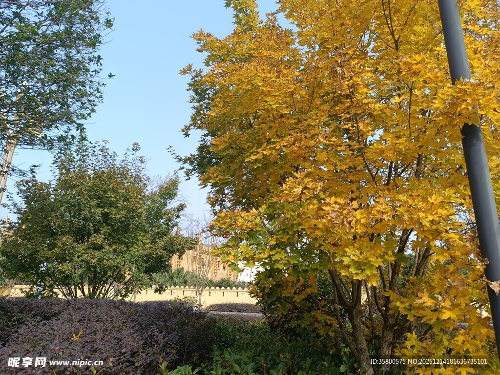 秋日金黄树木风景