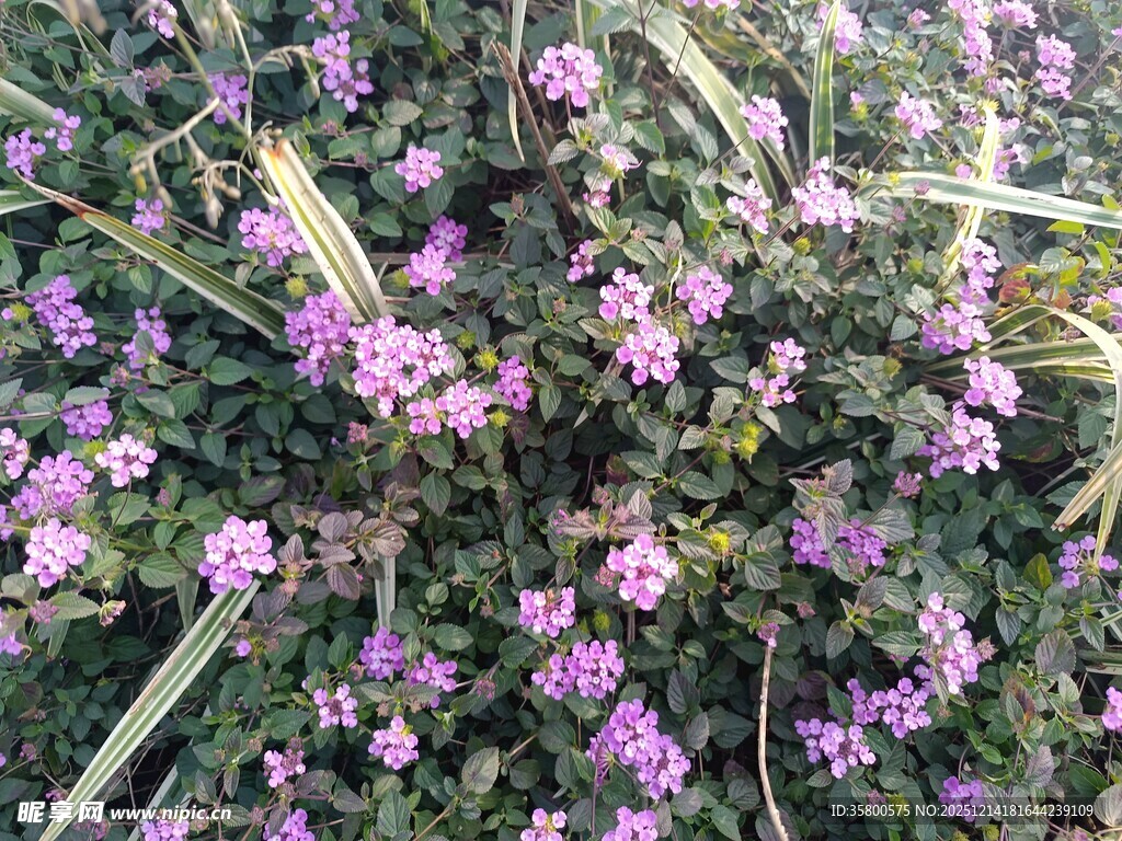 紫色小花丛特写