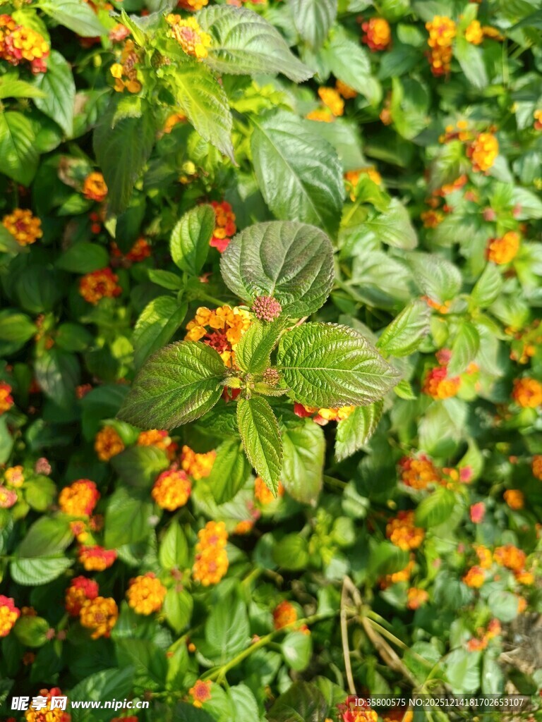 绿叶间的橙色小花绽放