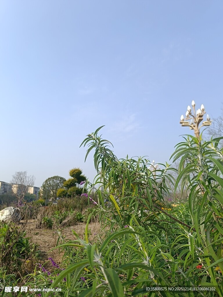 野外绿植与绽放的花朵