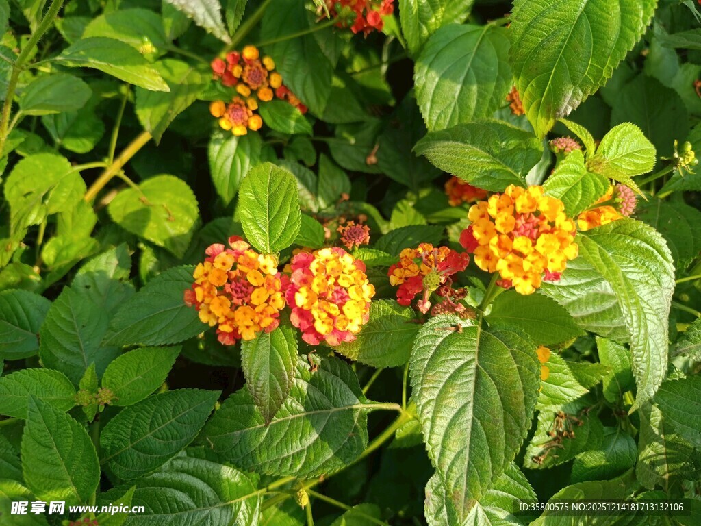 鲜艳多彩的花卉植物