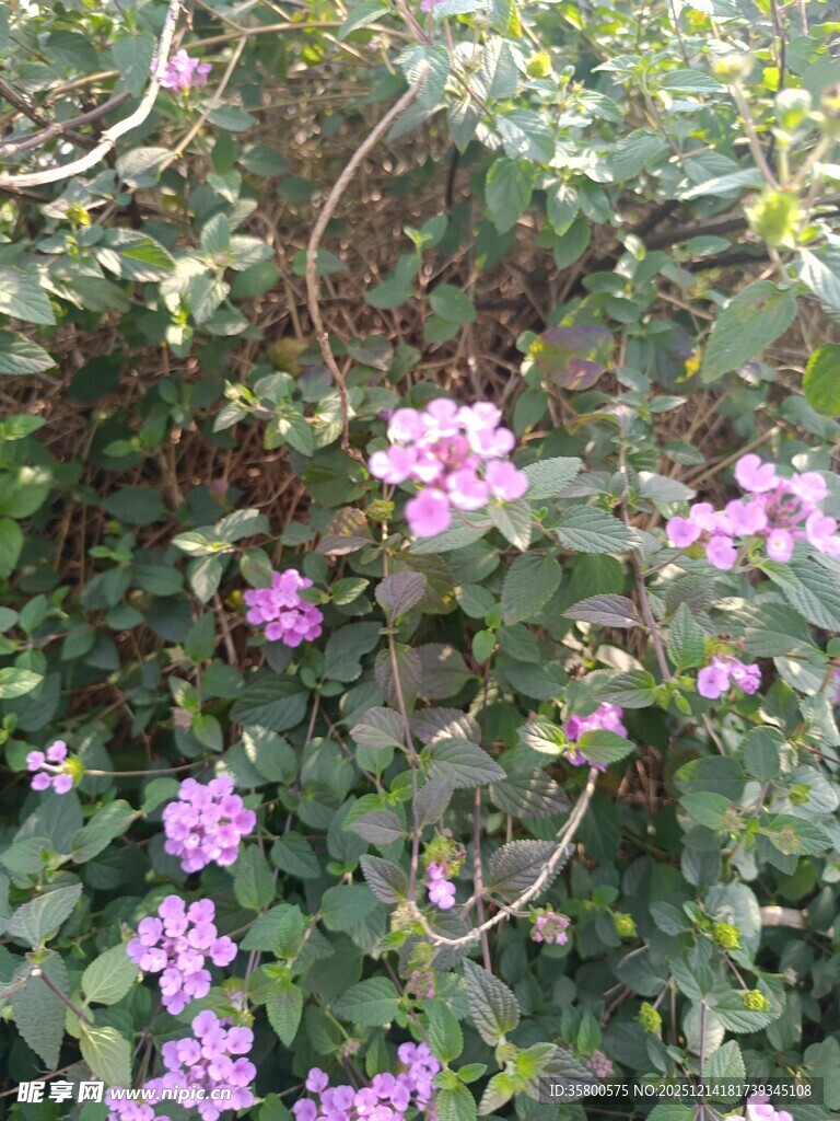 繁茂紫花绽放绿叶间