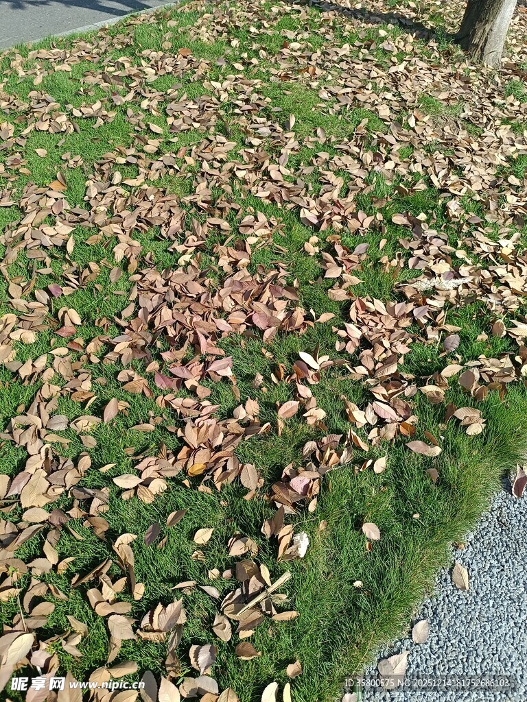 地面铺满斑斓落叶景象