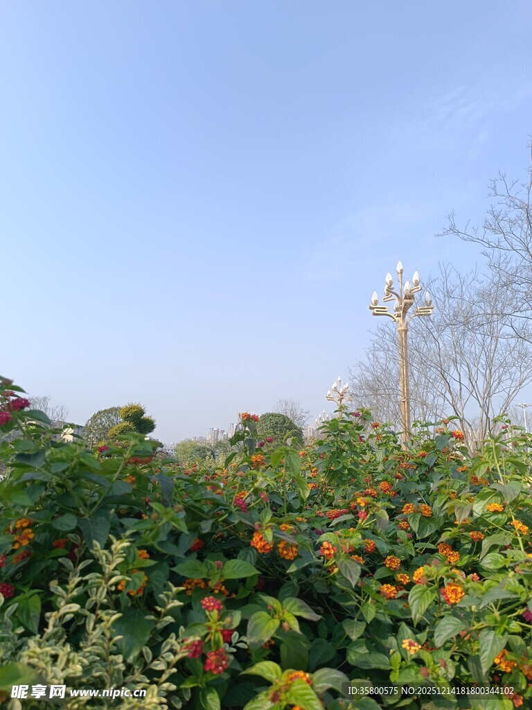 田野中的多彩植物与风车