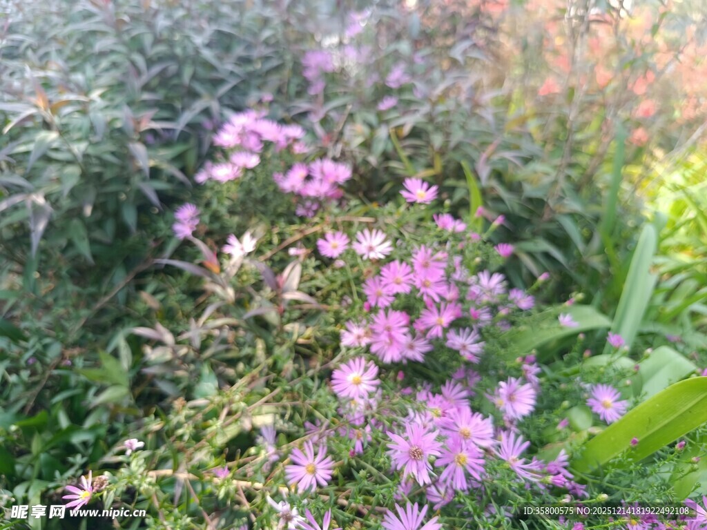 繁花盛开的美丽植物景观
