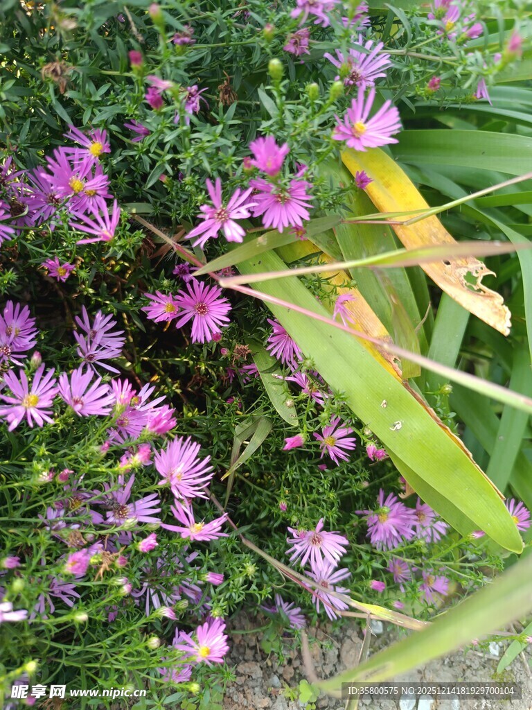 紫色小花绽放绿叶间