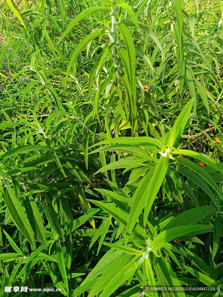 翠绿繁茂的野生植物