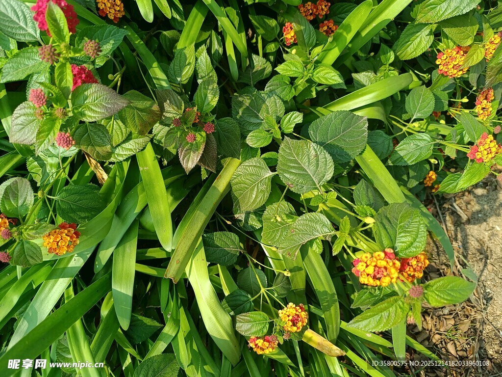 绿叶丛中的橙色小花