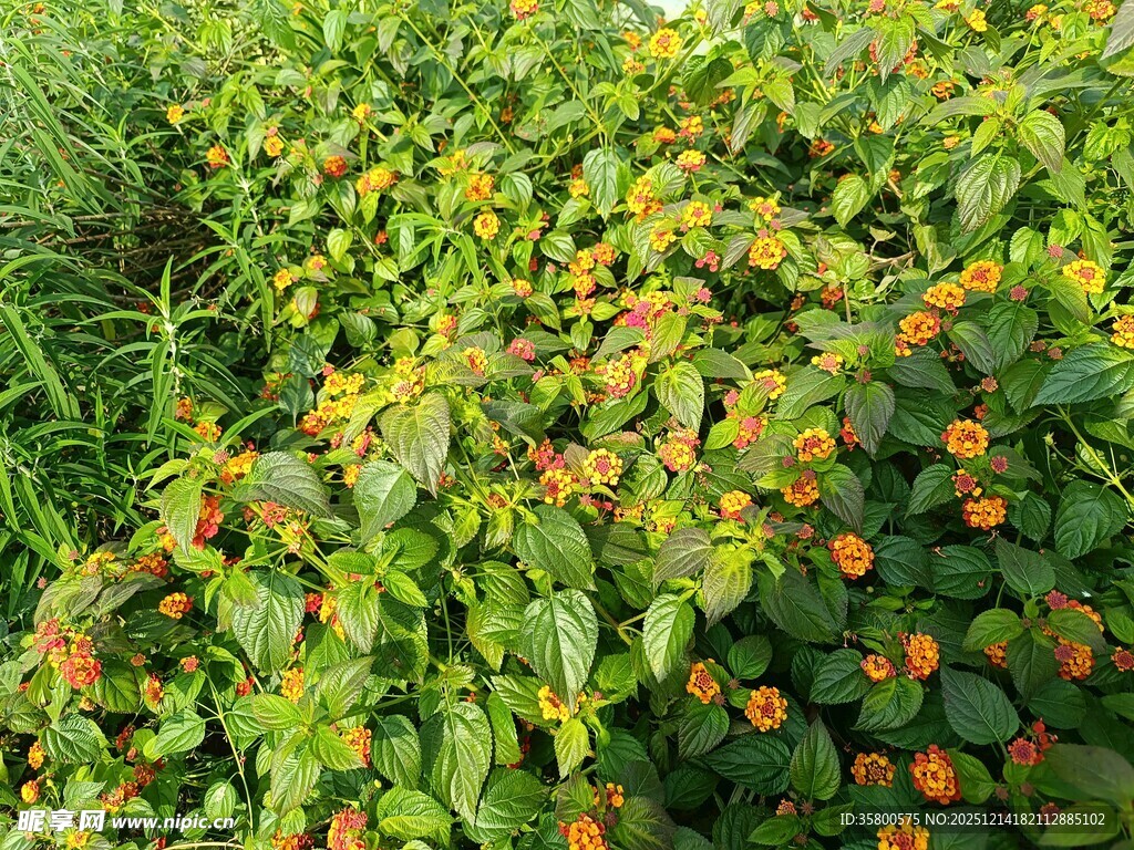 绿叶间的橙色小花绽放