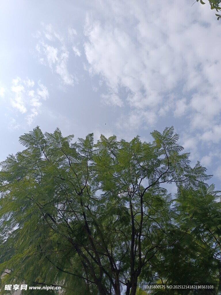 绿树之上的蓝天白云