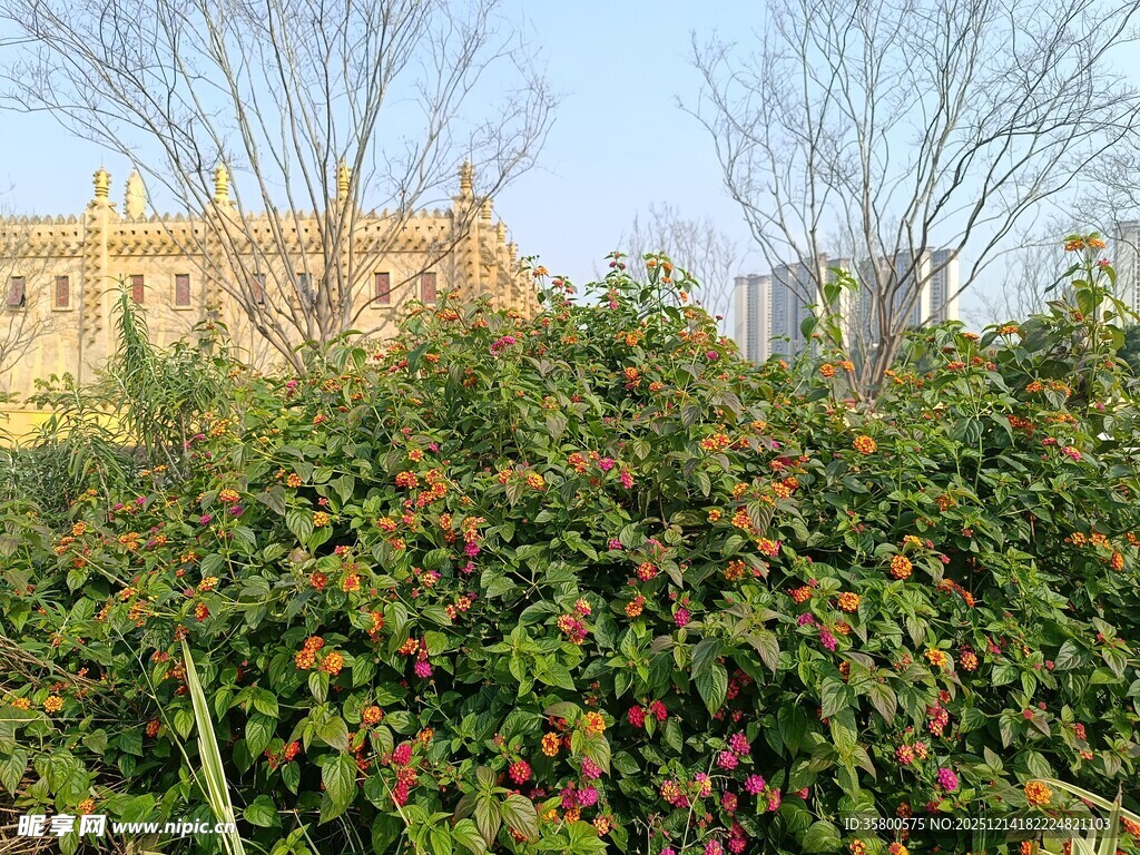 花园绿植与远处建筑景观