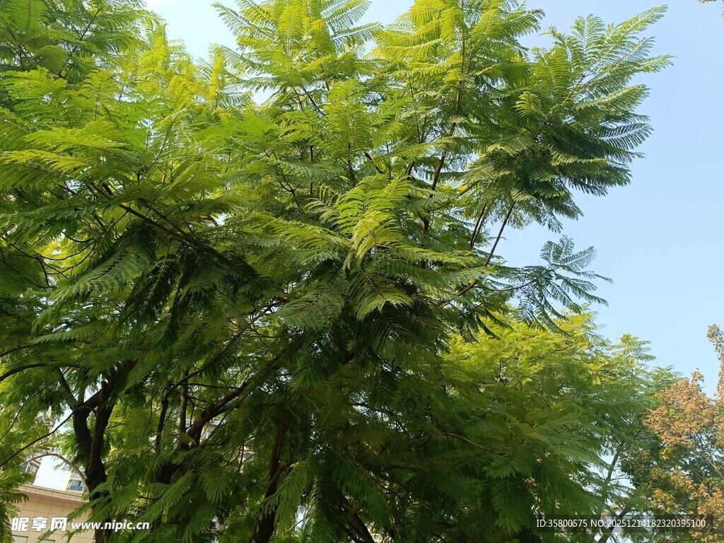 翠绿树木沐浴晴朗蓝天