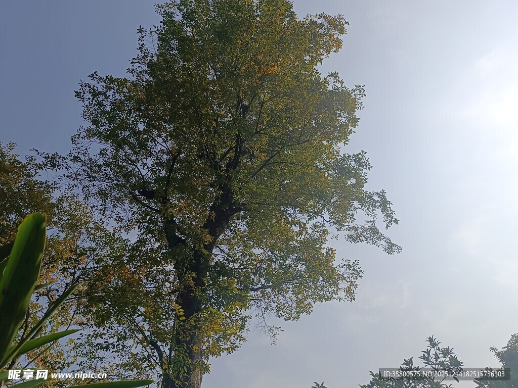 阳光下的葱郁树木